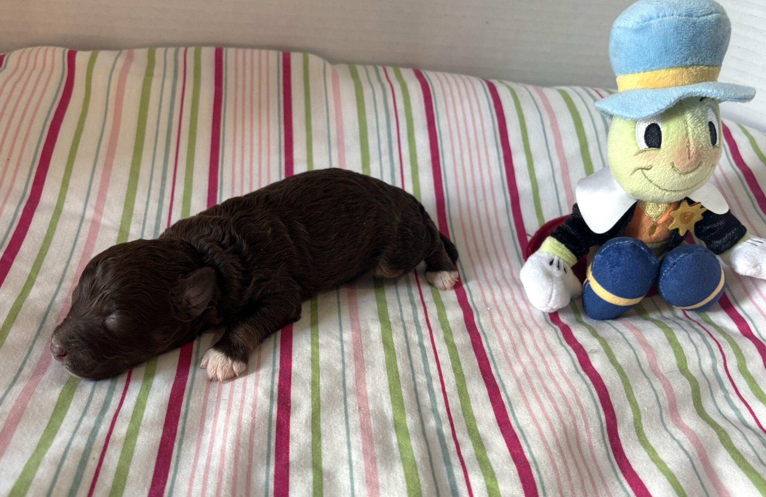 Ziggy – Miniature Schnoodle $2800