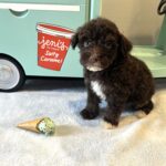 ZIGGY – Miniature Schnoodle $2800