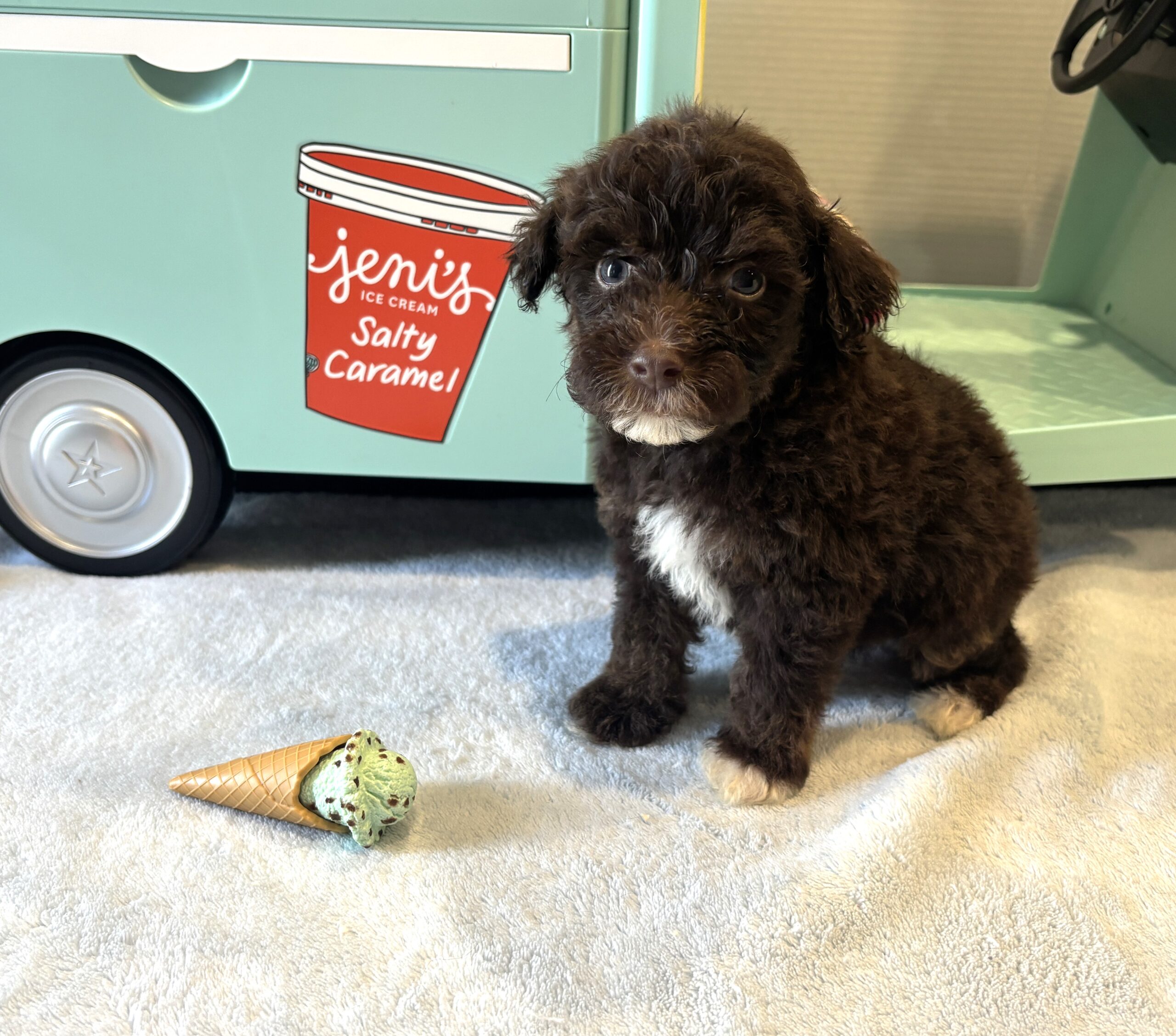 ZIGGY – Miniature Schnoodle $2800