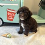 ZIGGY – Miniature Schnoodle $2800