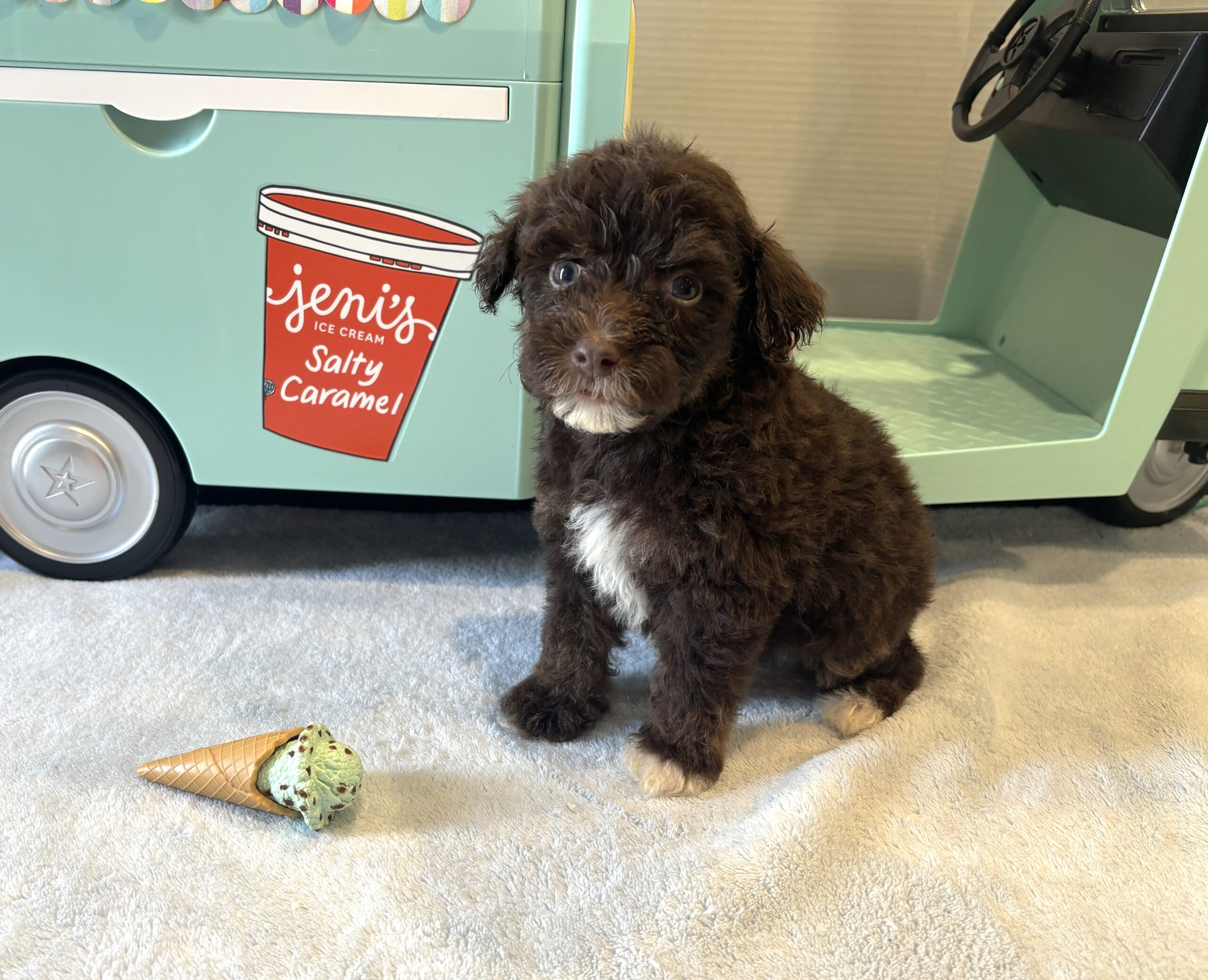 ZIGGY – Miniature Schnoodle $2800