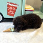 ZIGGY – Miniature Schnoodle $2300