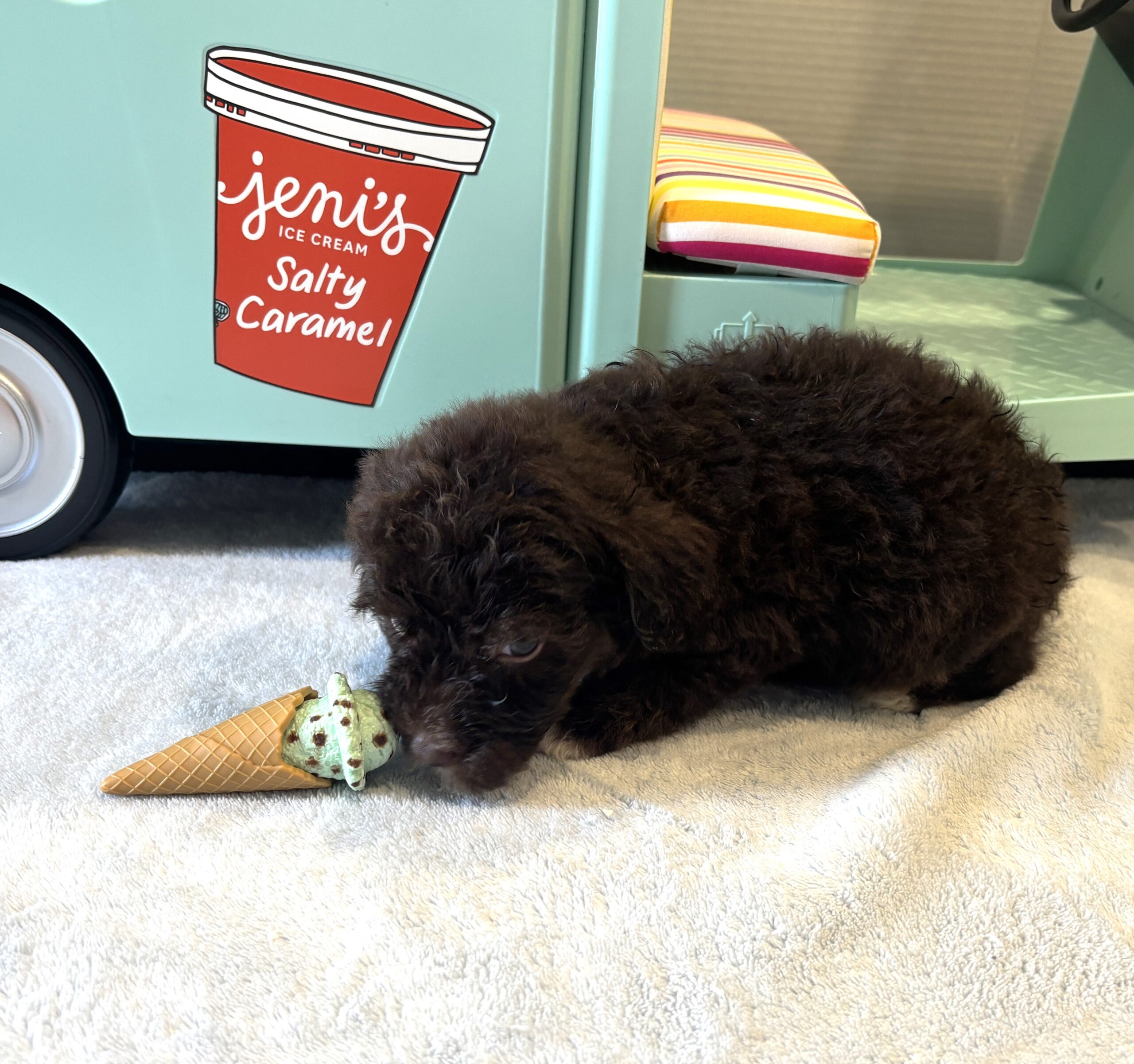 ZIGGY – Miniature Schnoodle $2800