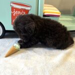 ZIGGY – Miniature Schnoodle $2800