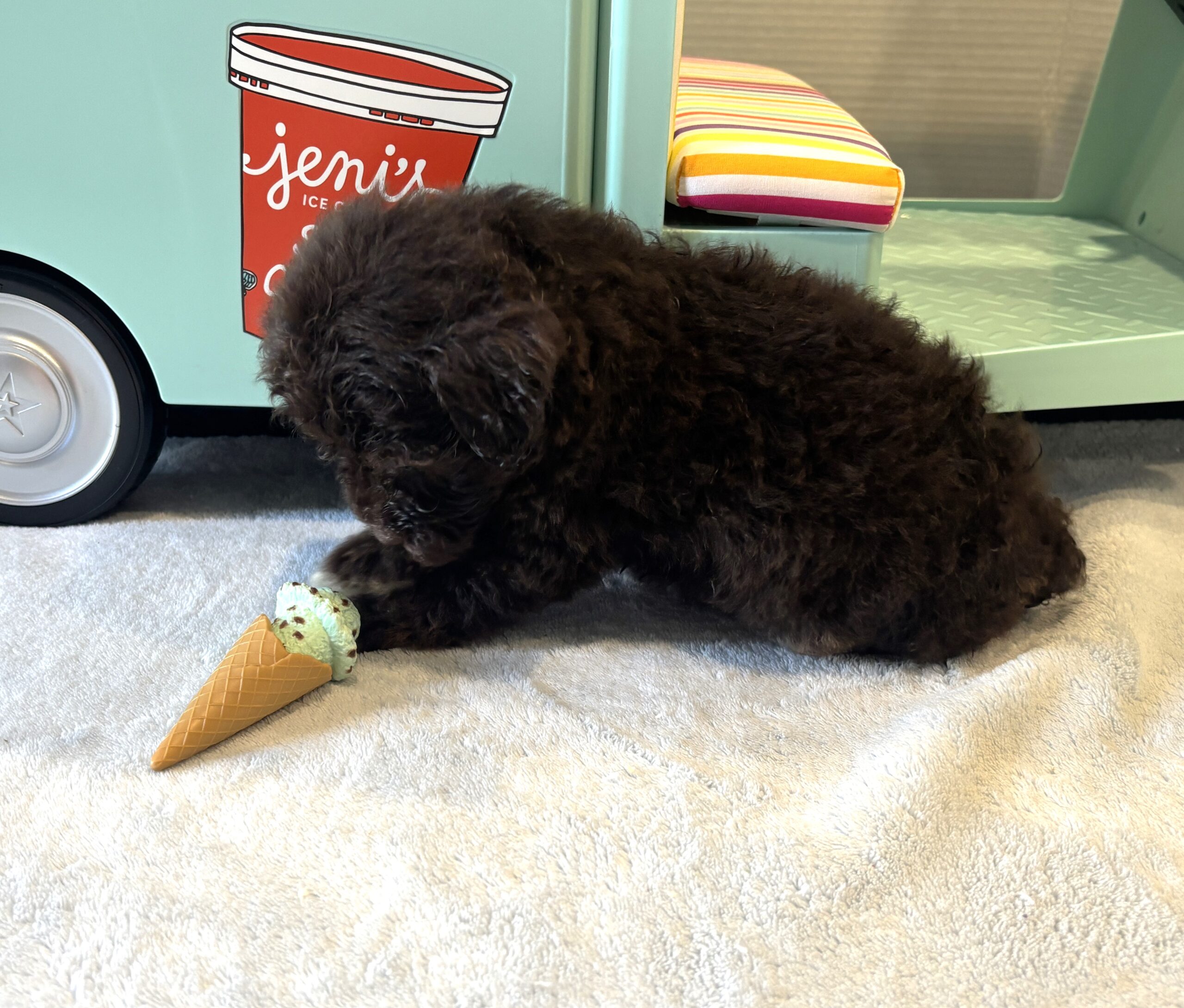 ZIGGY – Miniature Schnoodle $2800