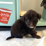 ZIGGY – Miniature Schnoodle $2800