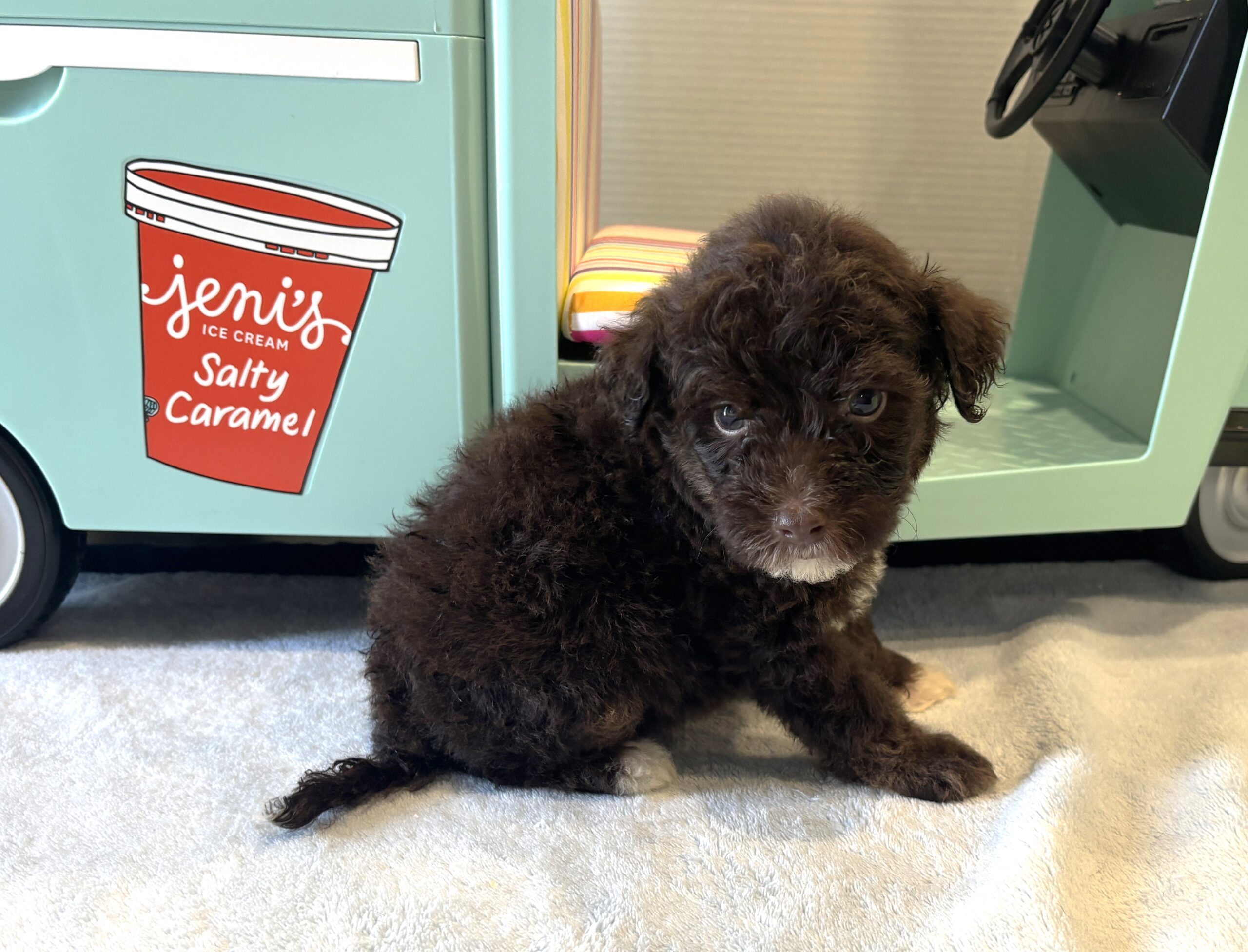 ZIGGY – Miniature Schnoodle $2800