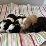 AUDREY’S Schnoodle Litter
