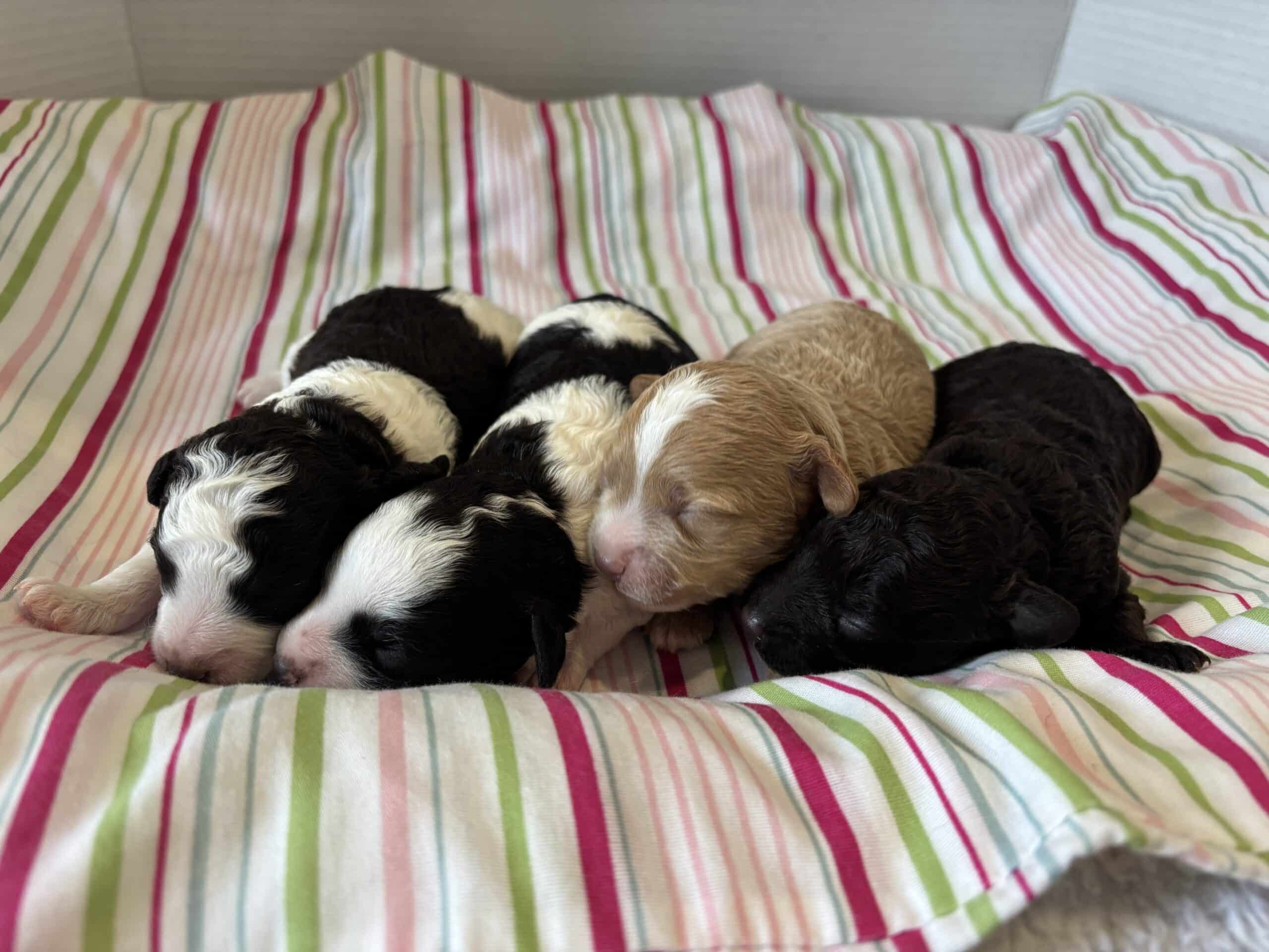 AUDREY’S Schnoodle Litter