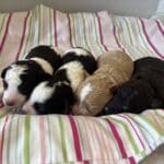 AUDREY’S Schnoodle Litter