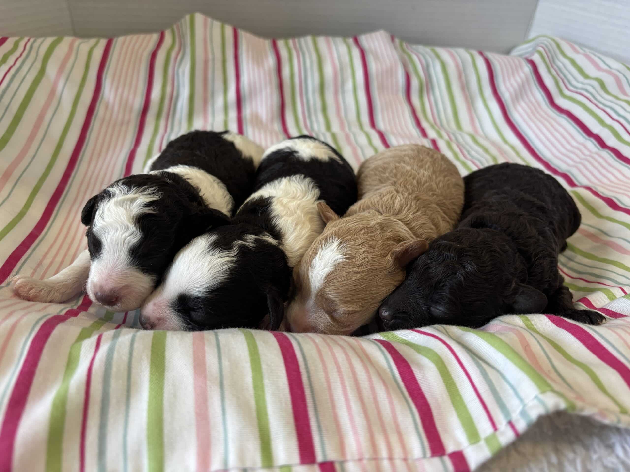 AUDREY’S Schnoodle Litter