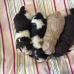 AUDREY’S Schnoodle Litter