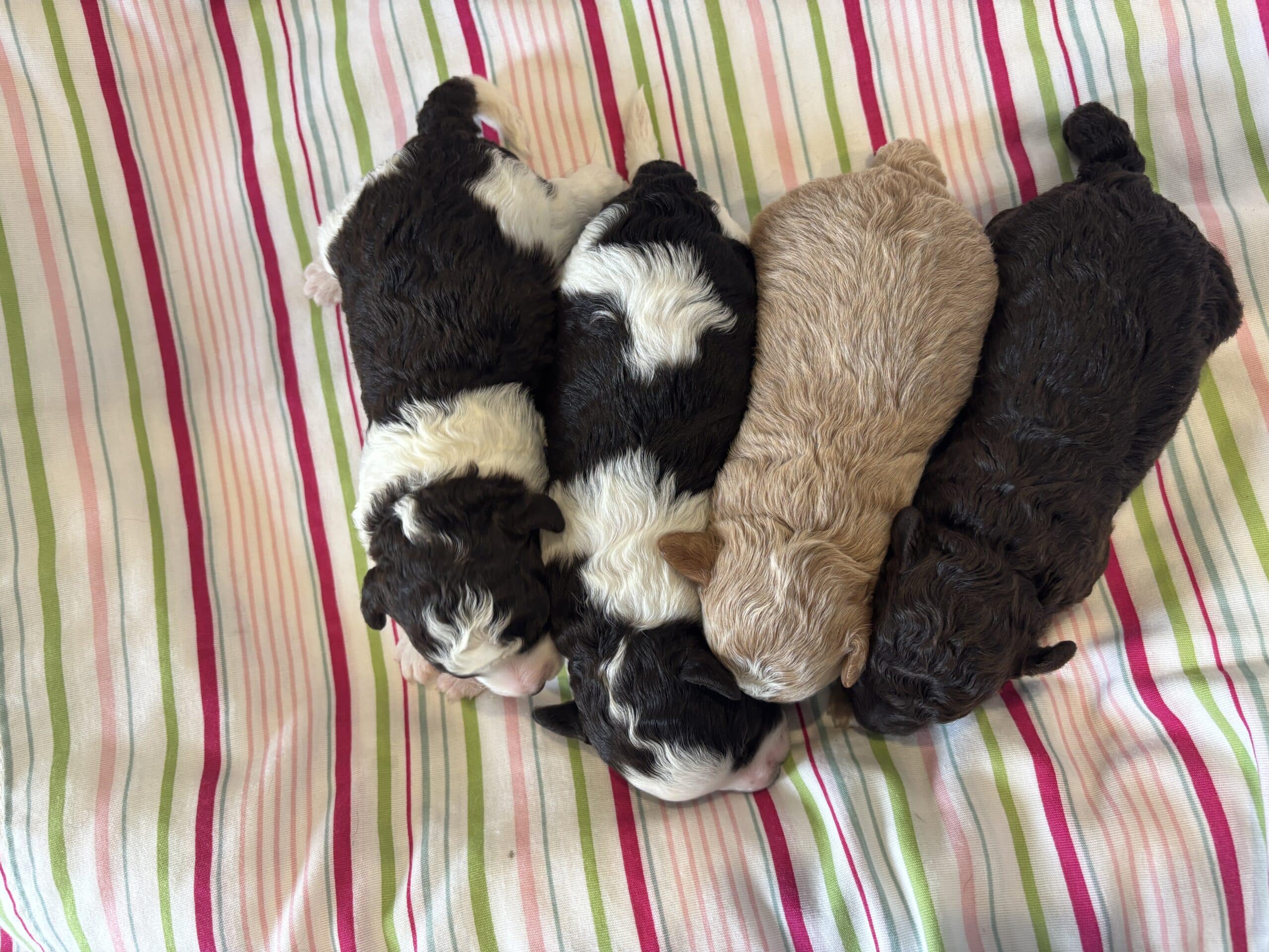 AUDREY’S Schnoodle Litter