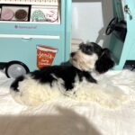 MILLIE – Toy Schnauzer $2200