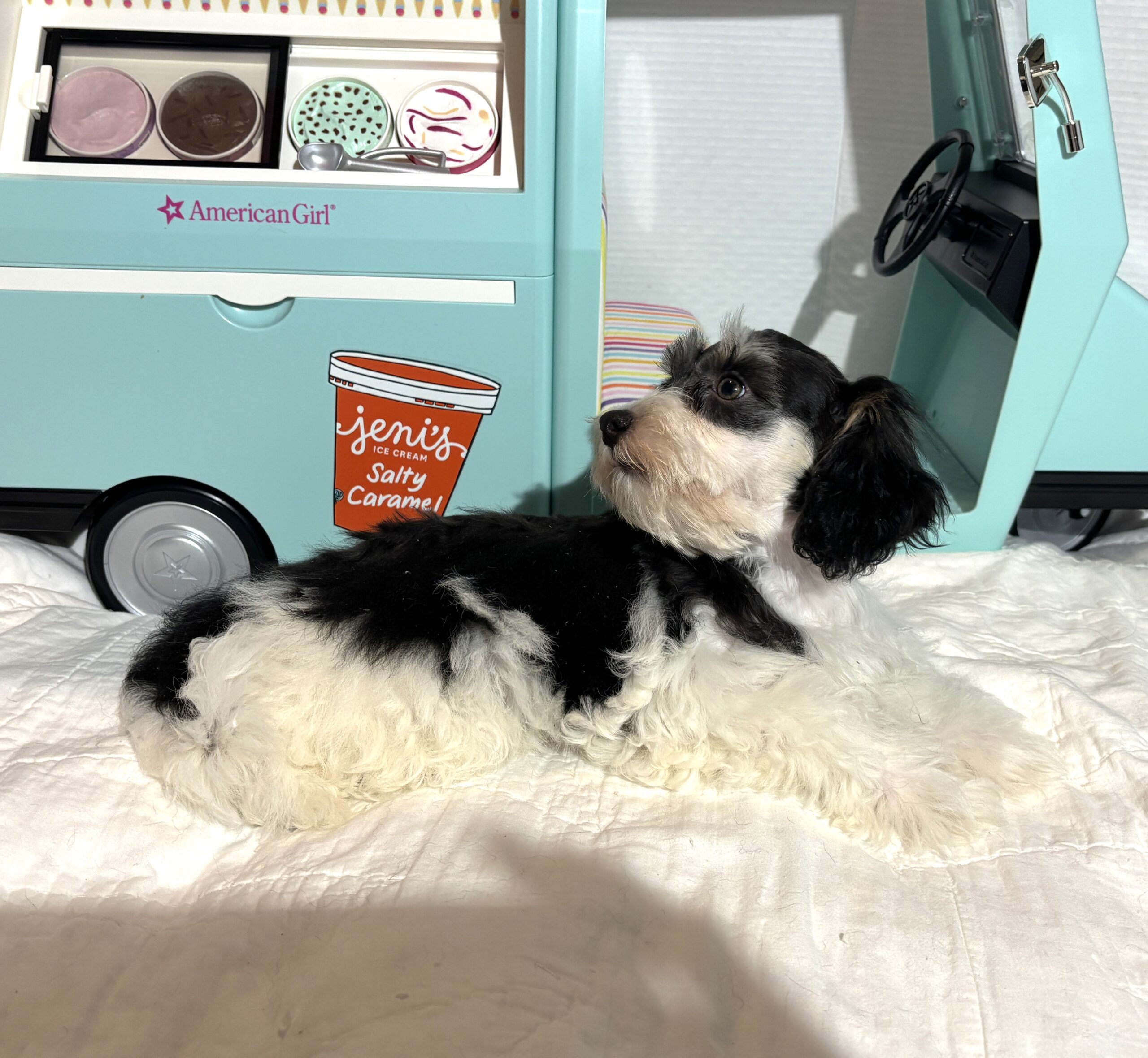 MILLIE – Toy Schnauzer $2200