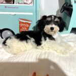 MILLIE – Toy Schnauzer $2200