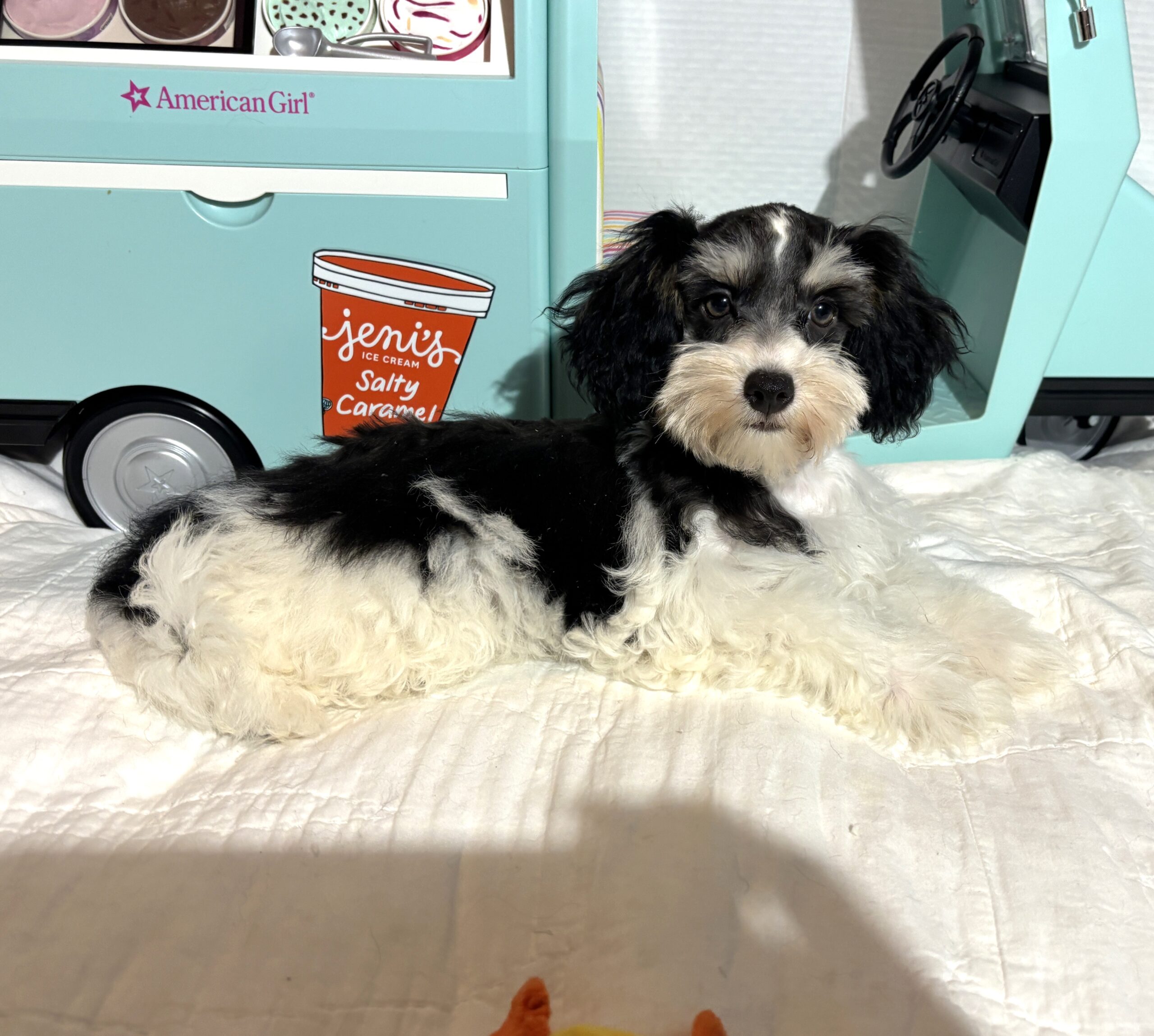 MILLIE – Toy Schnauzer $2200