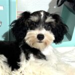 MILLIE – Toy Schnauzer $2200