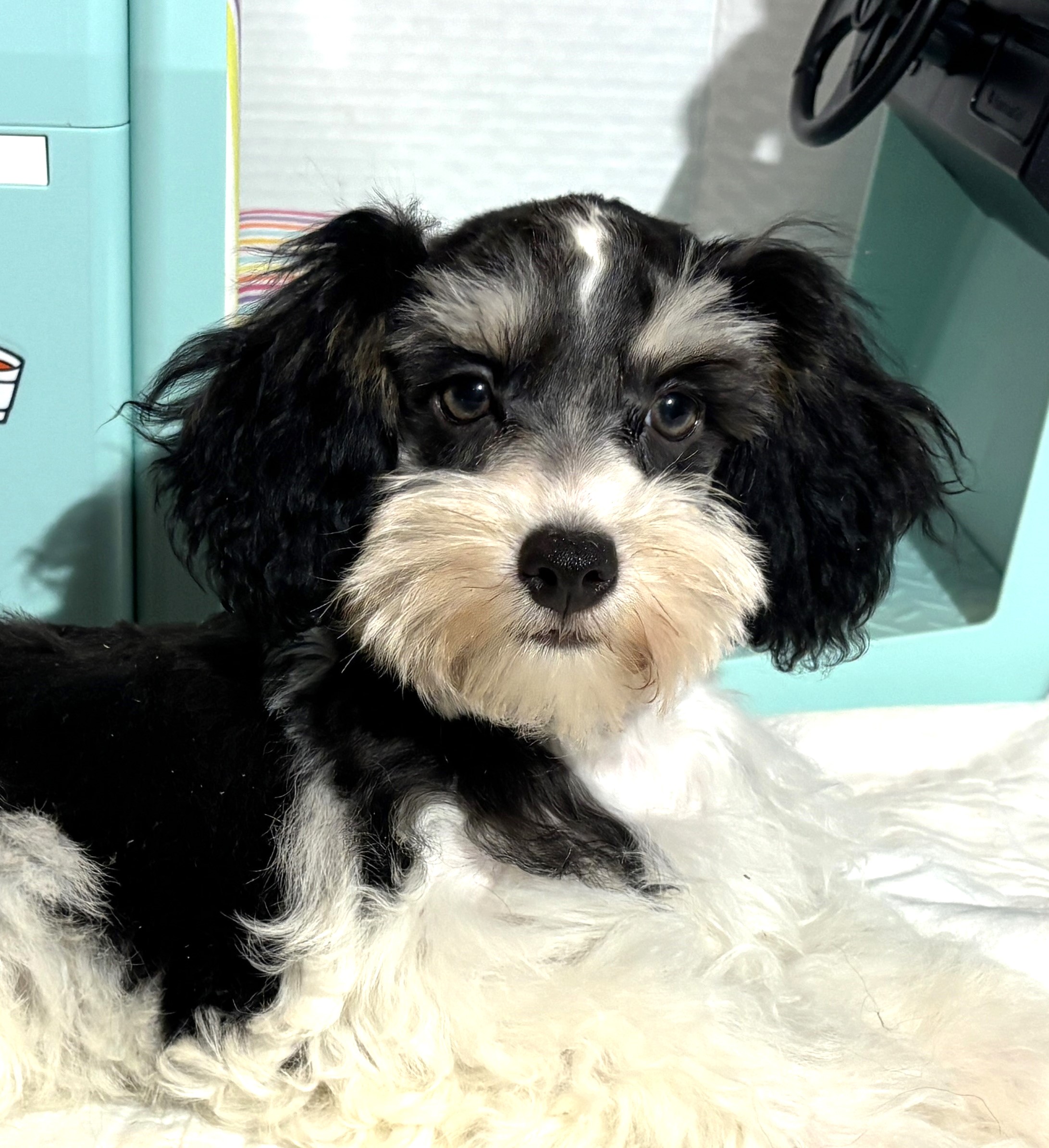 MILLIE – Toy Schnauzer $2200