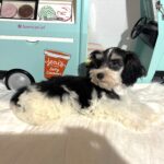 MILLIE – Toy Schnauzer $2200