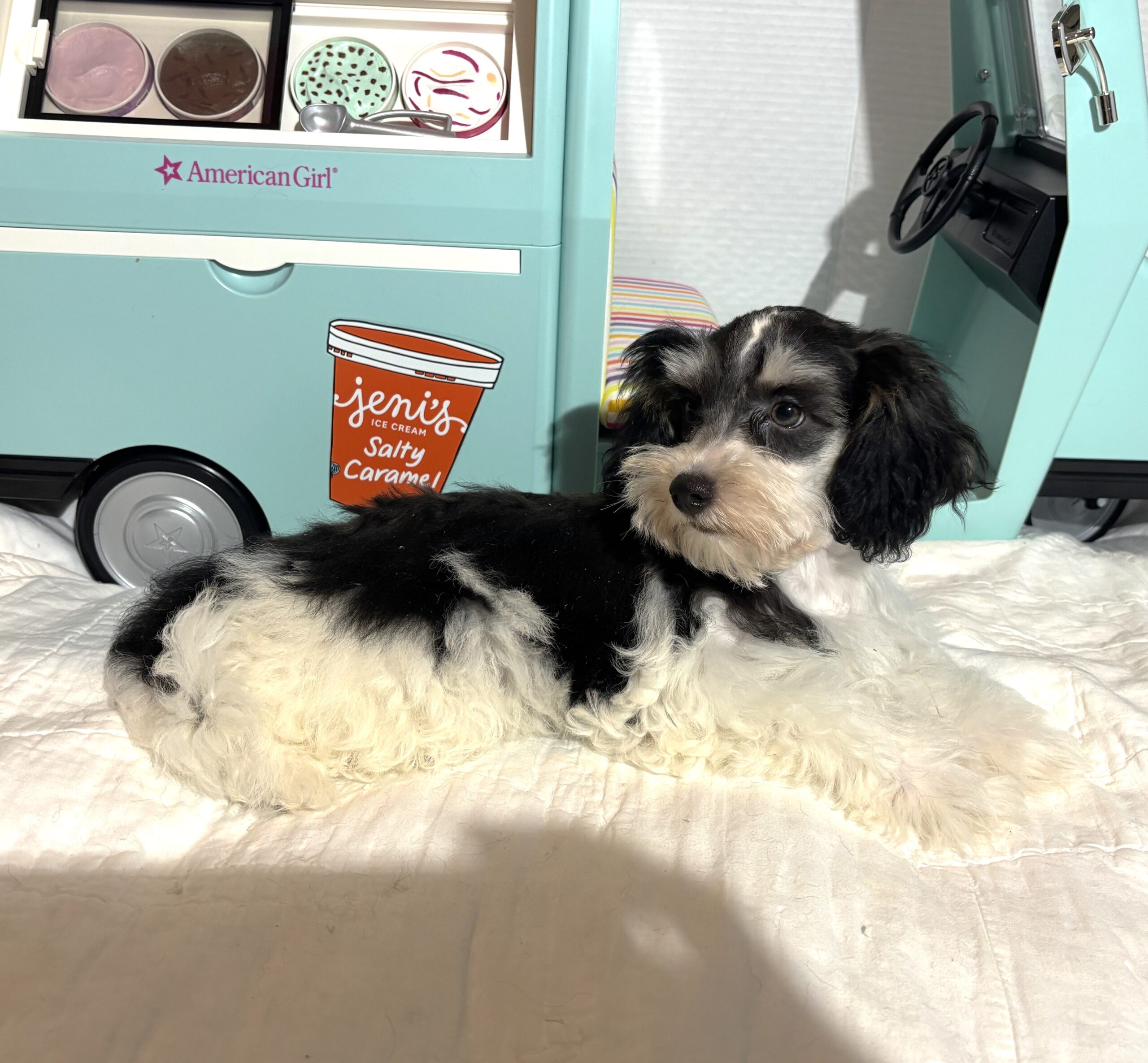 MILLIE – Toy Schnauzer $2200