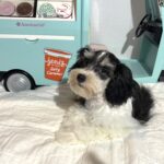MILLIE – Toy Schnauzer $2200