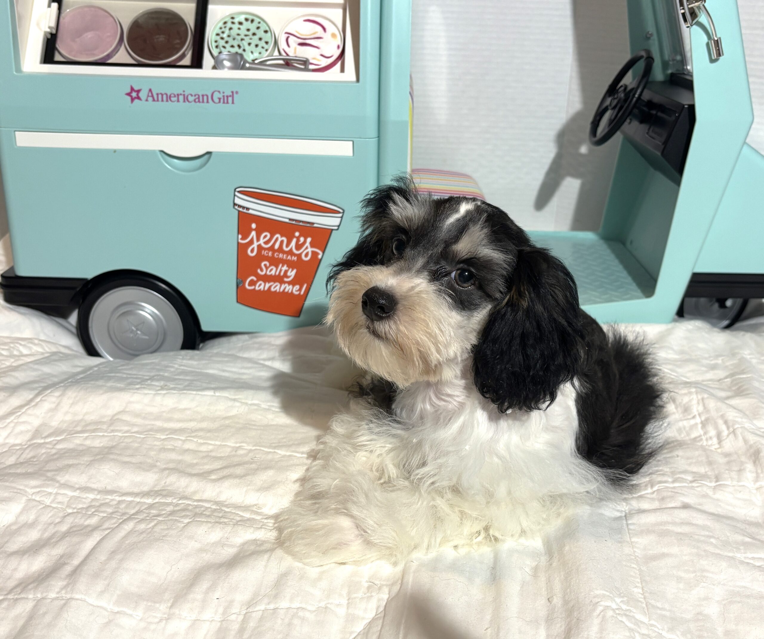MILLIE – Toy Schnauzer $2200