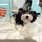 MILLIE – Toy Schnauzer $2200