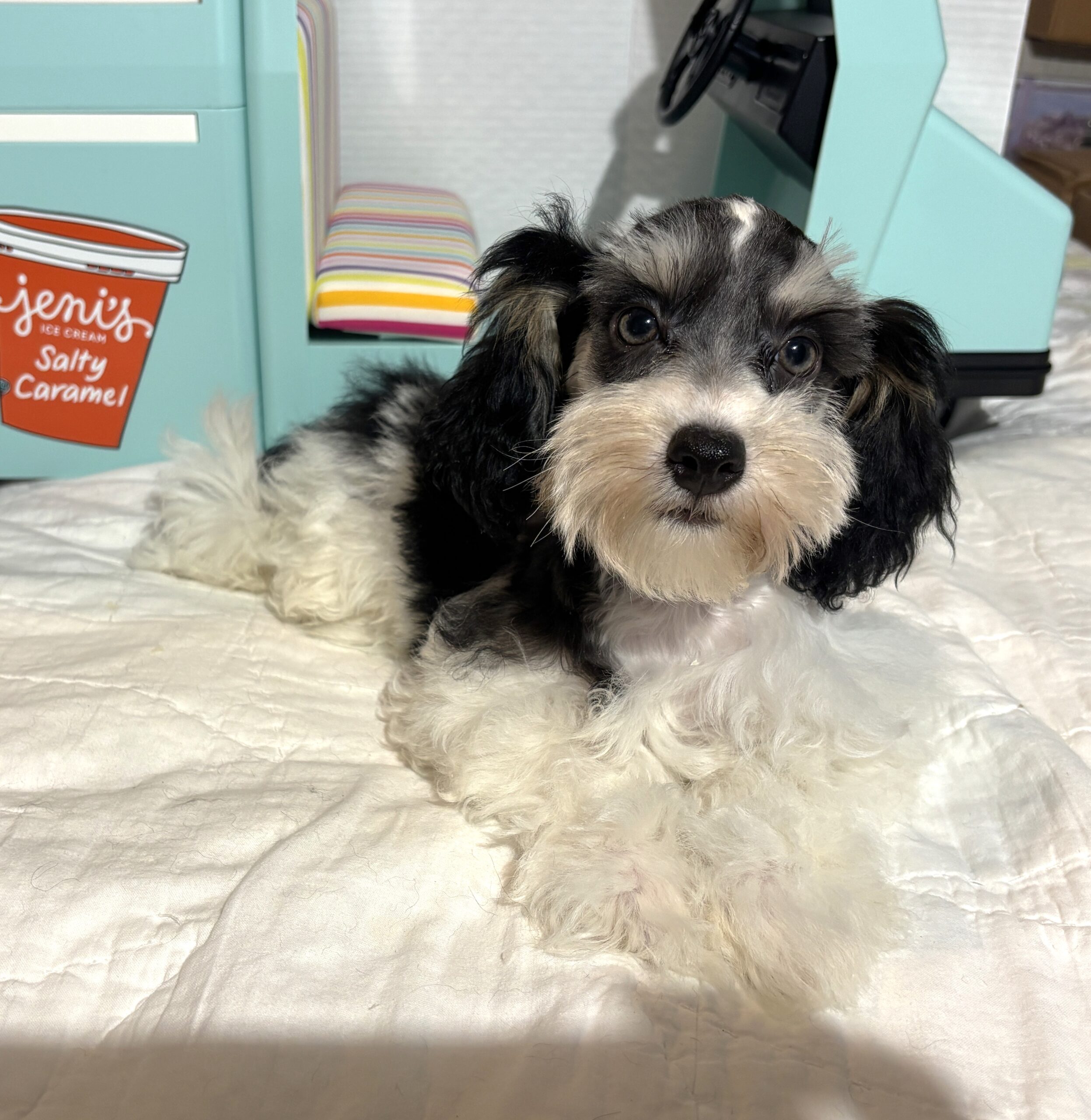 MILLIE – Toy Schnauzer $2200
