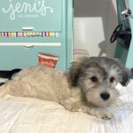 GIZMO – Chonzer $1800