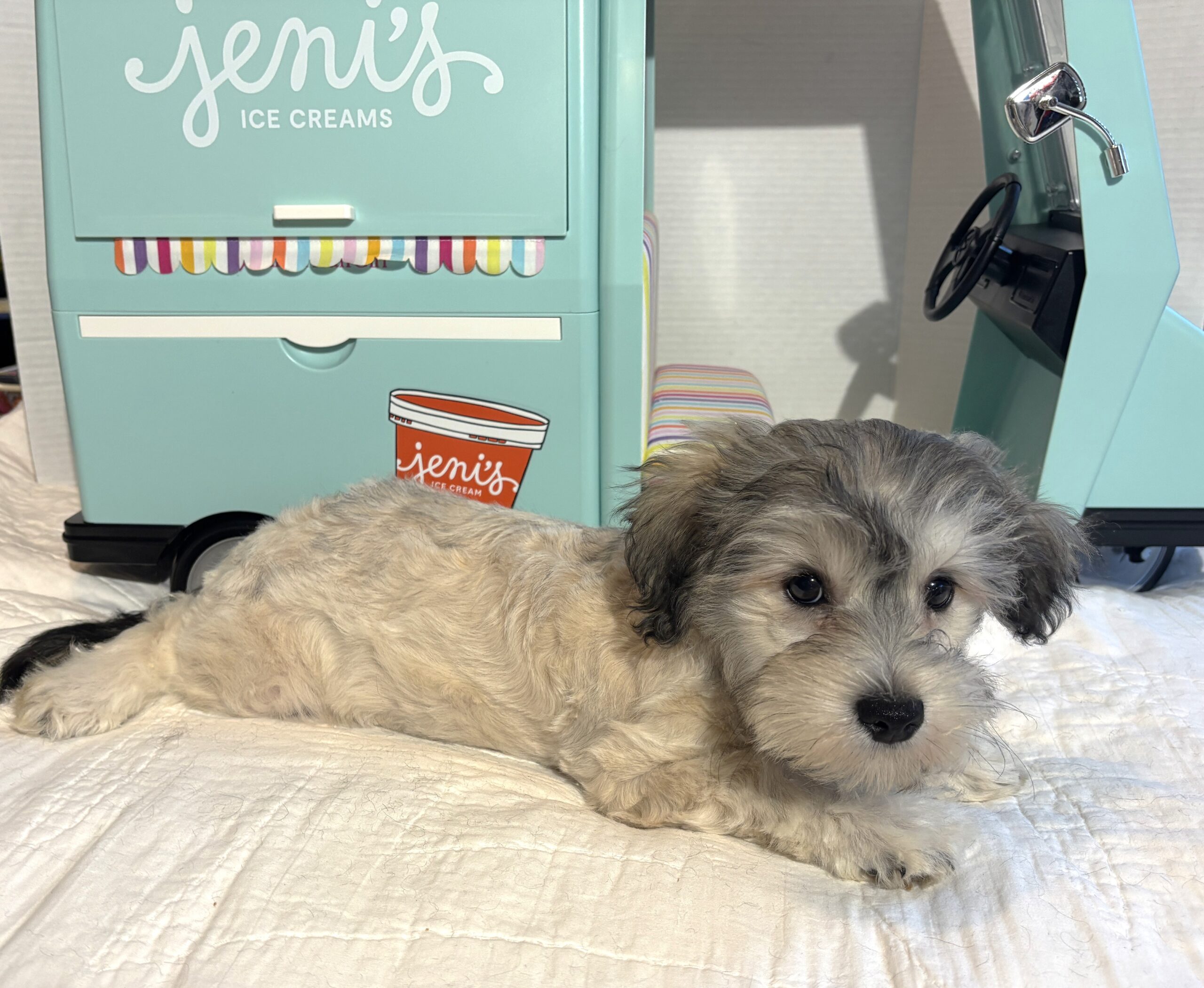 GIZMO – Chonzer $1800