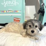 GIZMO – Chonzer $1800