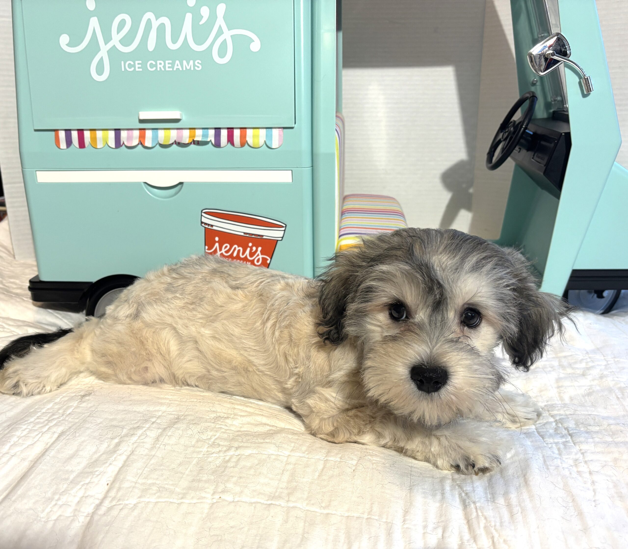 GIZMO – Chonzer $1800