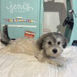 GIZMO – Chonzer $1800