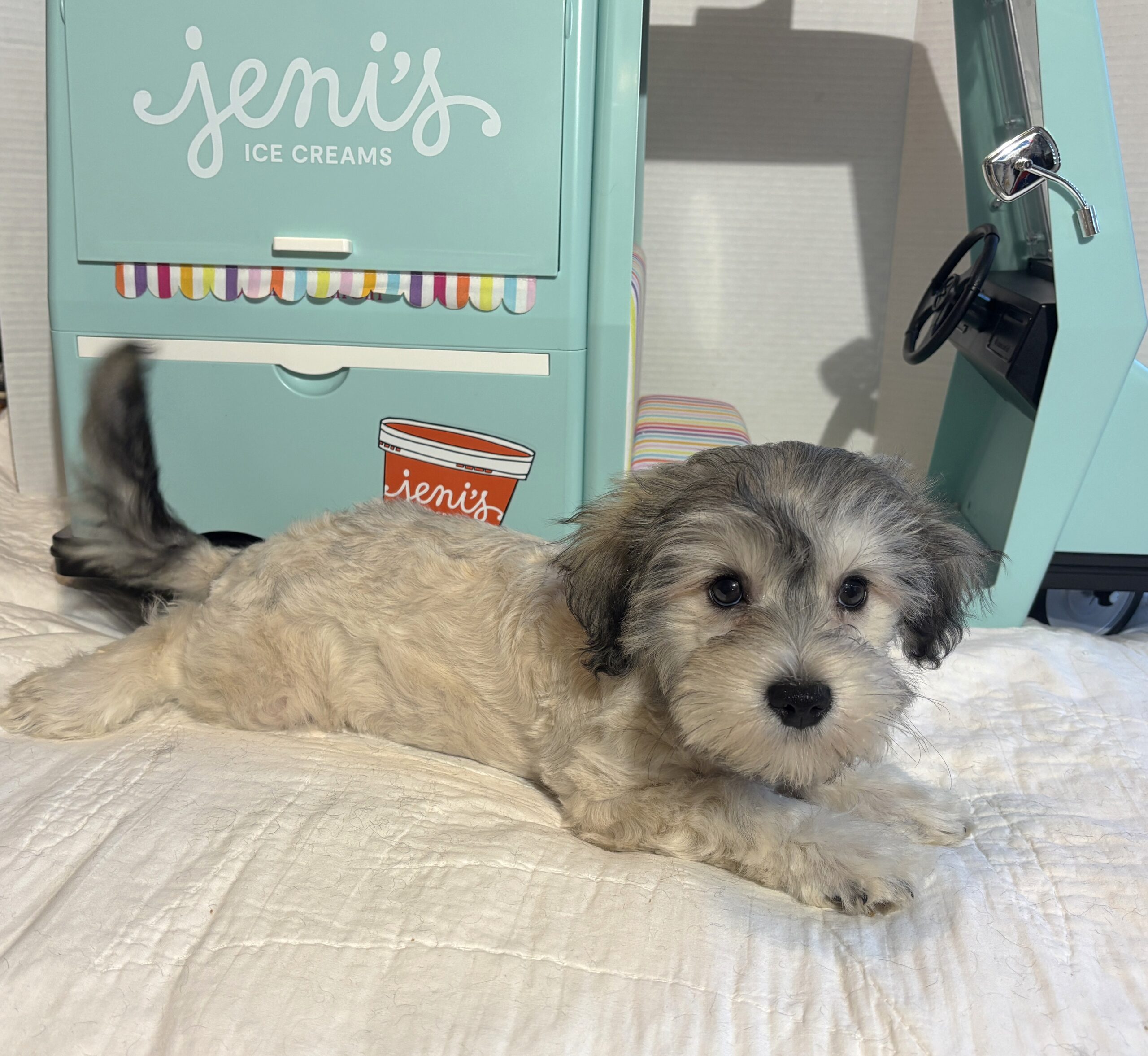 GIZMO – Chonzer $1800