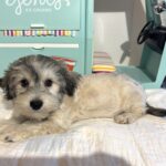 GIZMO – Chonzer $1800