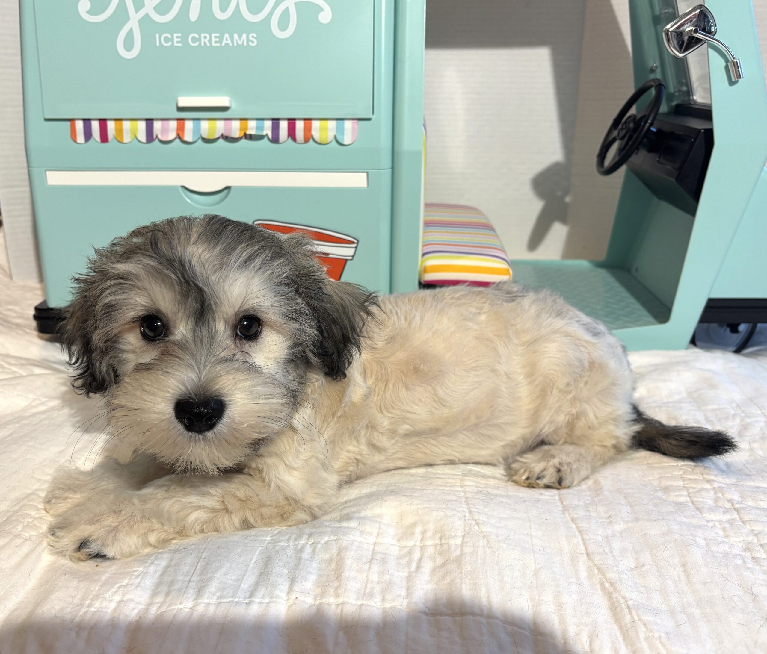 GIZMO – Chonzer $1800