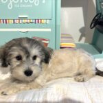 GIZMO – Chonzer $1800