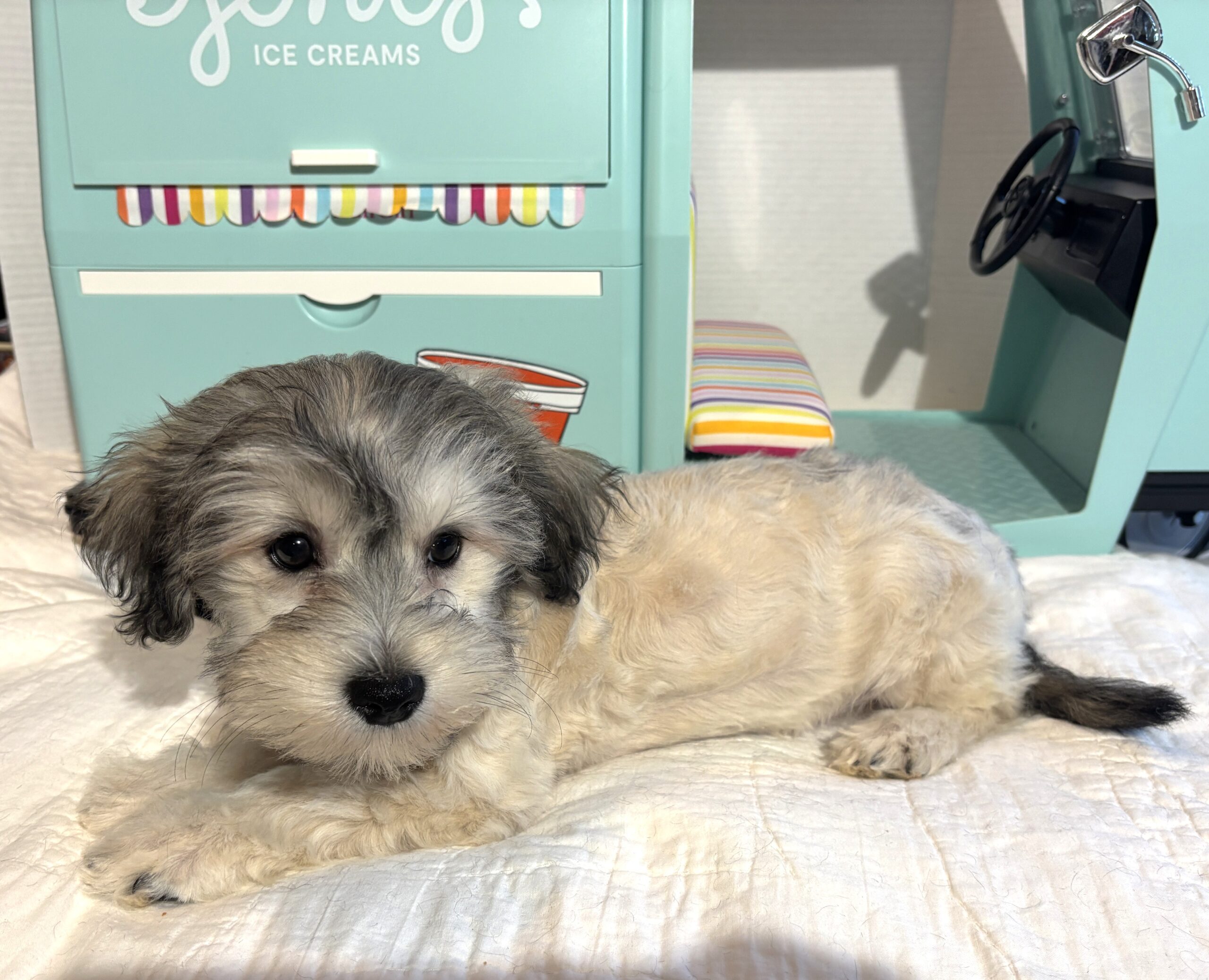 GIZMO – Chonzer $1800