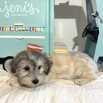GIZMO – Chonzer $1800
