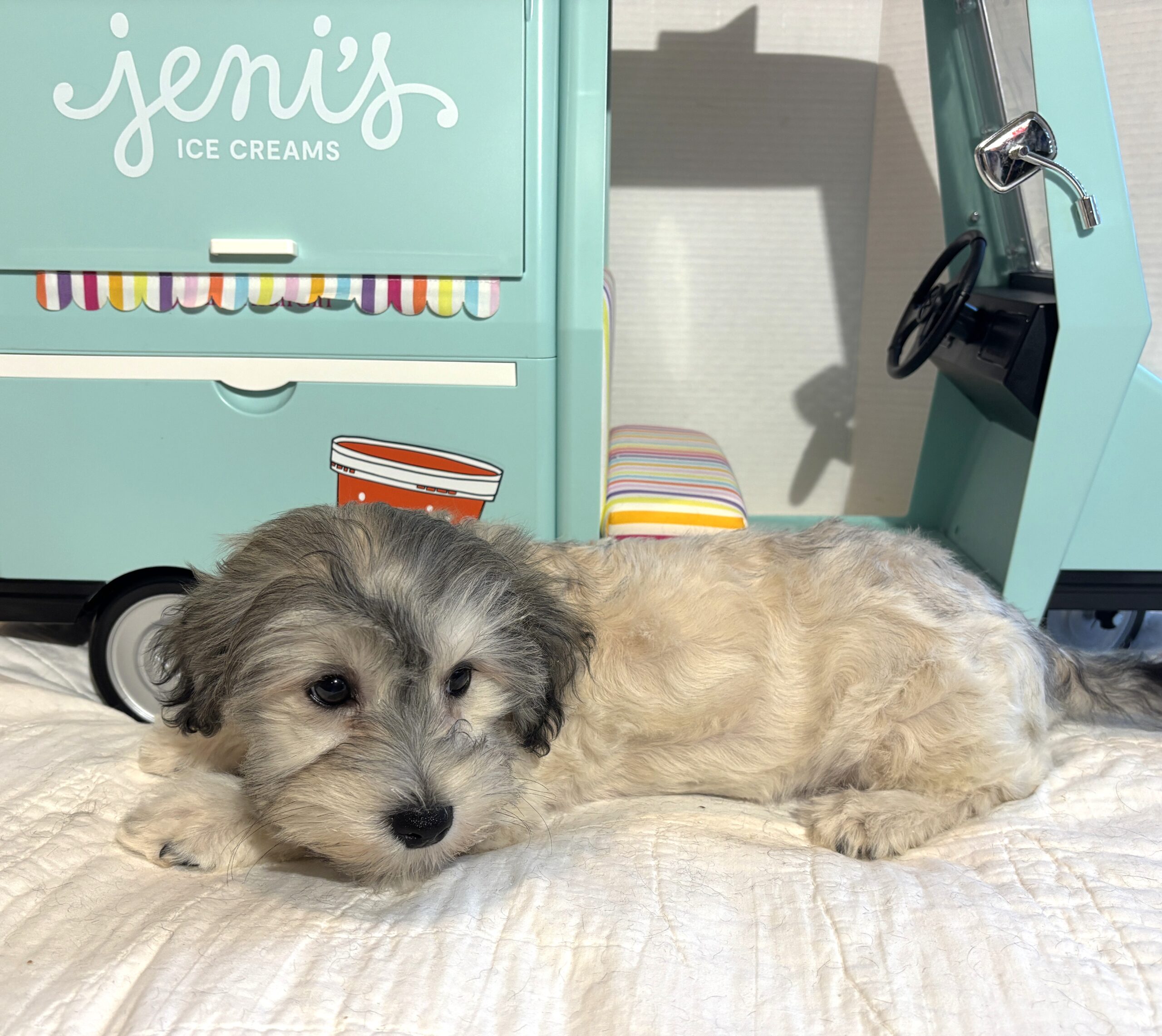 GIZMO – Chonzer $1800