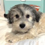 GIZMO – Chonzer $1800