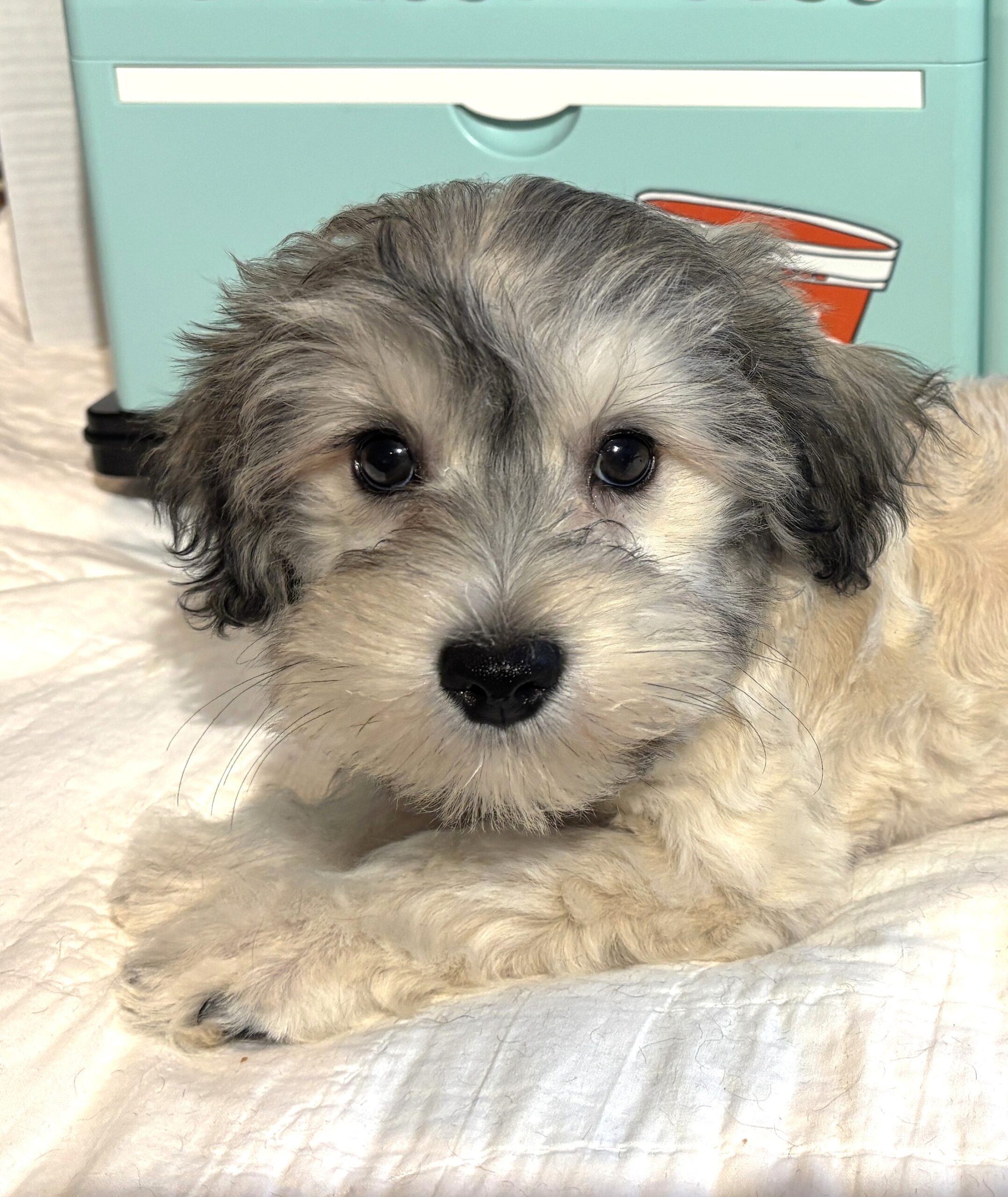 GIZMO – Chonzer $1800