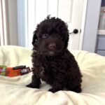 GRANT – Miniature Schnoodle $2400