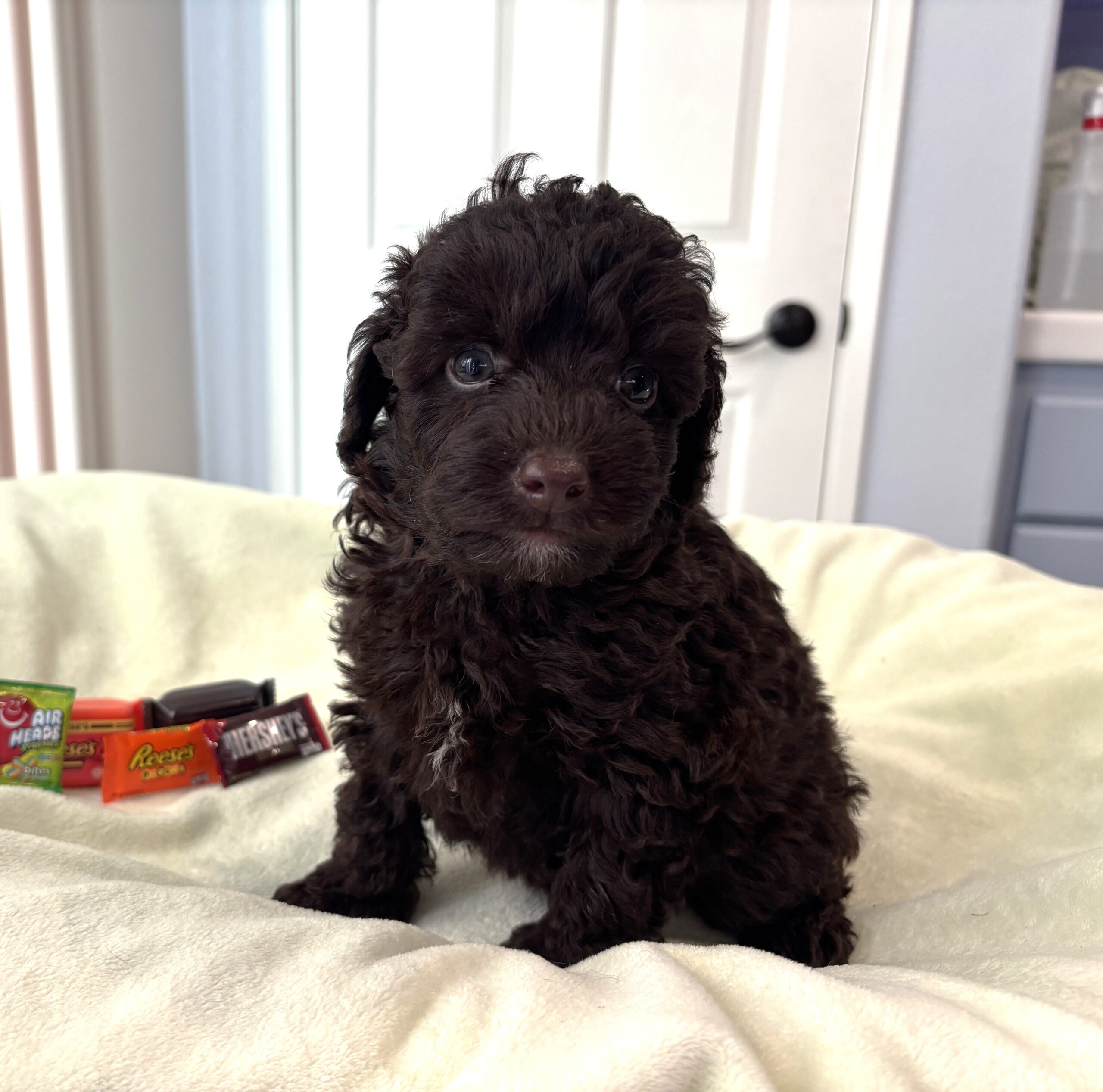 GRANT – Miniature Schnoodle $2400