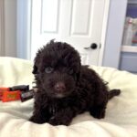 GRANT – Miniature Schnoodle $2400
