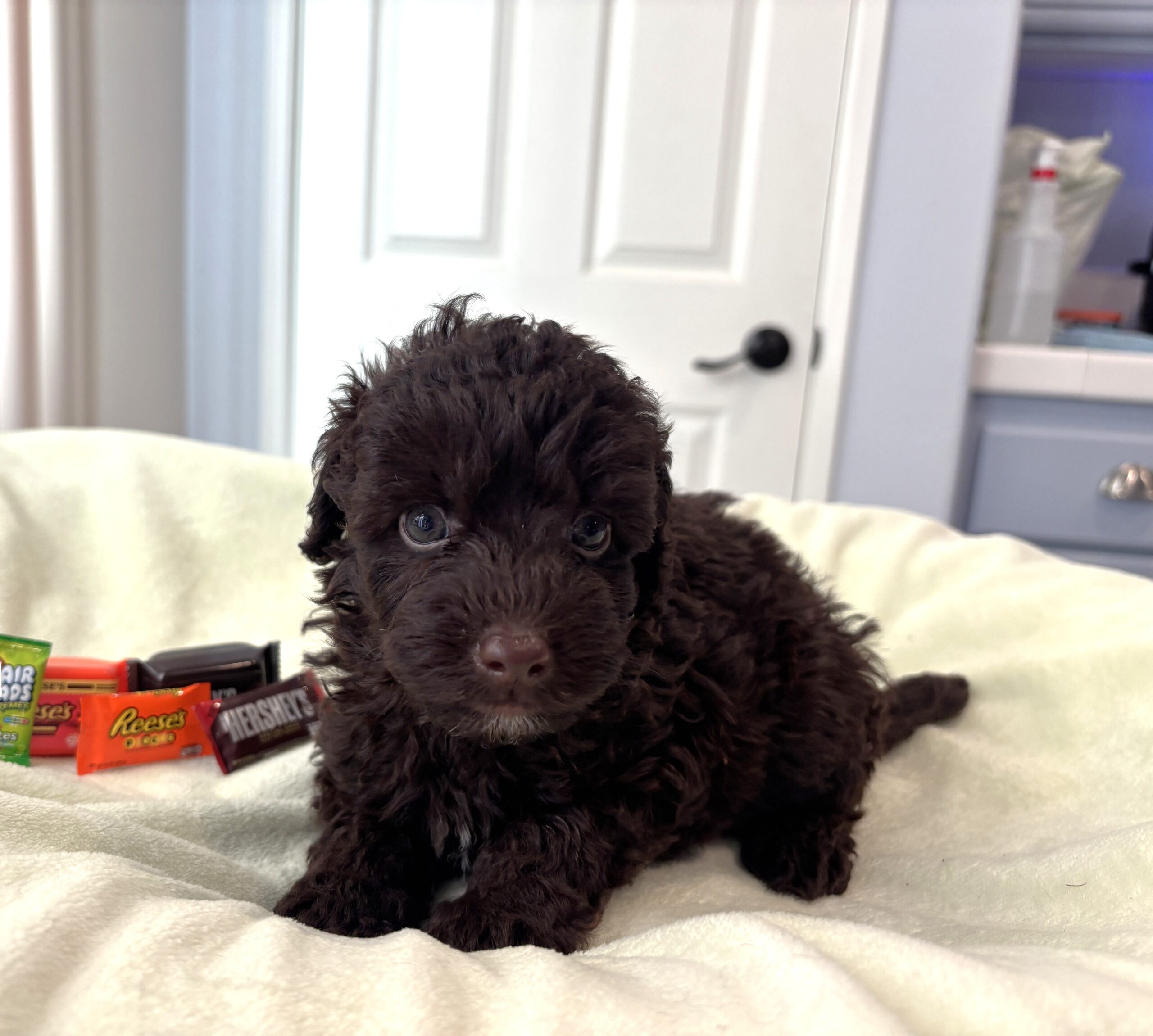 GRANT – Miniature Schnoodle $2400