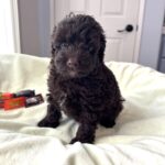 GRANT – Miniature Schnoodle $2400
