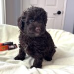 GRANT – Miniature Schnoodle $2400