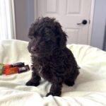 GRANT – Miniature Schnoodle $2400